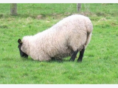 New smart sensor to help farmers spot lameness in sheep