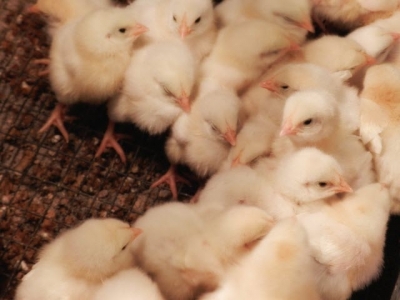 Can spray-dried plasma boost gut health in young poultry?