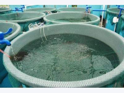 Fishmeal-free diets alter gut microbes, but cleared for use in recirculating systems