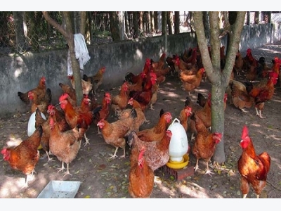 Chỉ còn hơn 4 tháng, nuôi giống gà gì cho kịp ăn Tết Nguyên Đán