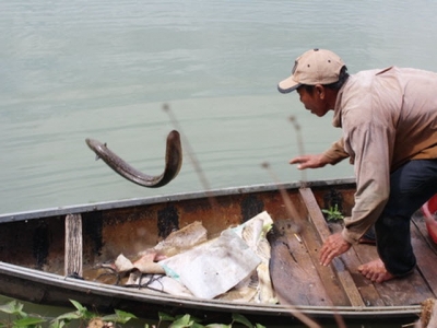 Bình Định: Đổi đời nhờ nuôi cá chình