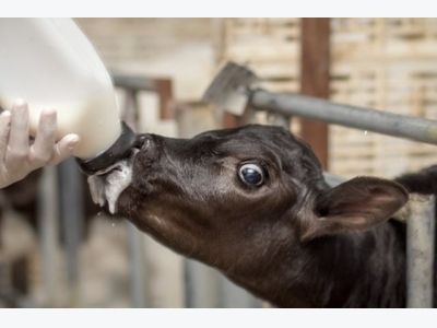 Volatile fatty acids boosts calf growth, rumen development