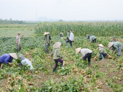 Canh tác củ đậu theo hướng VietGAP