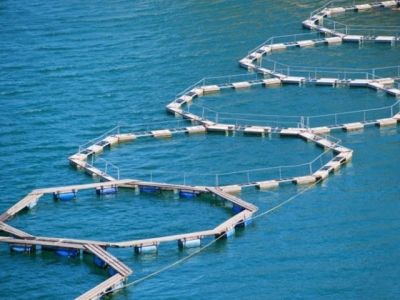 Organic selenium use boosts farmed fish health with oxidative stress challenge