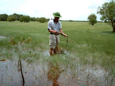 Southern Winter-Spring rice crop area down due to floods