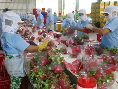 Binh Thuan set to grow 9,800 ha of VietGAP dragon fruits in 2018