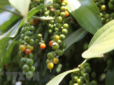 Pepper export value drops under 1 billion USD