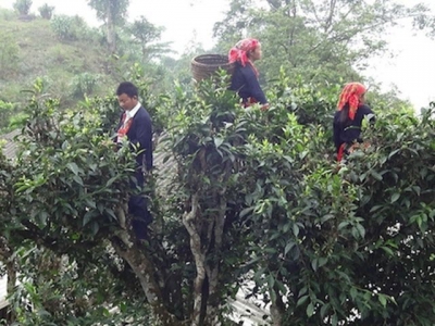 Ha Giangs Shan Tuyet tea receives geographical indication certificate