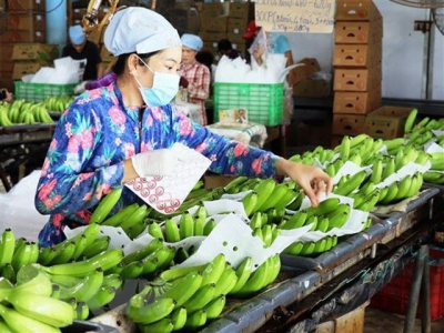 Vietnam spends 1.57 billion USD on fruit, vegetables in 11 months