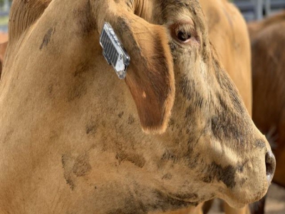 Fitness tracker for cows to help farmers