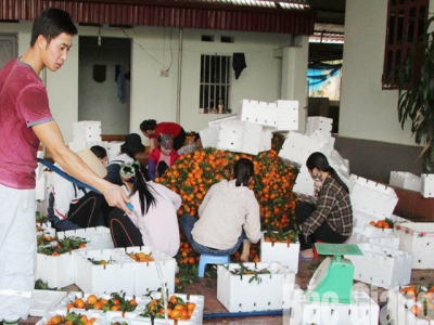 Over 15,000 tonnes of citrus fruits for Tet market