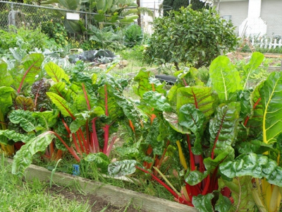 Planting swiss chard