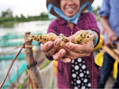 Shrimp prices increase, farmers are eager for raising