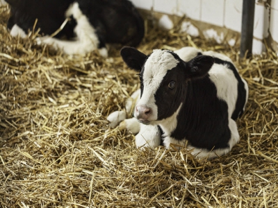 Proper feeding of calves … it begins with the cow