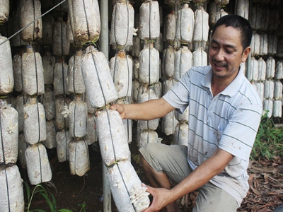 Trồng nấm VietGAP