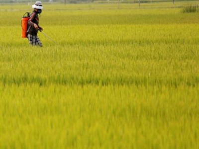 Asia rice-Vietnam rates dip for 4th week as Chinese norms bite