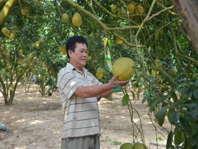 Productivity of Tan Lac red pomelo hits 30 tonnes per ha