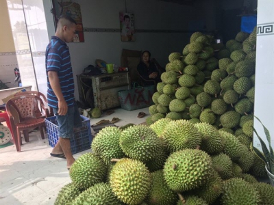 Durian prices in HCM City remain high despite oversupply