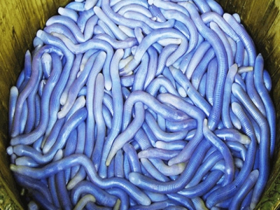 Initial success in sea worm farming