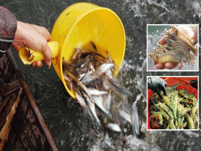 Stipulate three key farmed species of fisheries industry