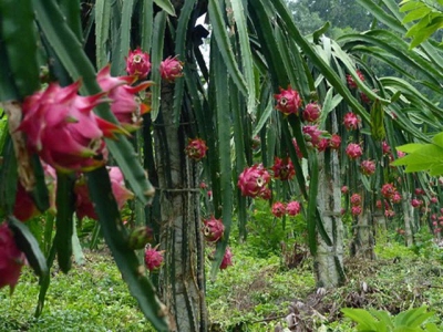 Ngọt thơm những quả thanh long