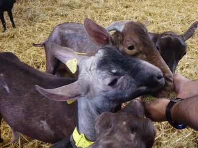 Ruminant feed with orange leaves may reduce methane emissions