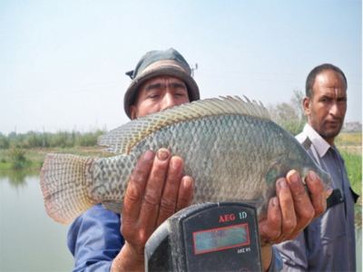 Cá rô phi giàu dinh dưỡng hơn nhờ Selen hữu cơ