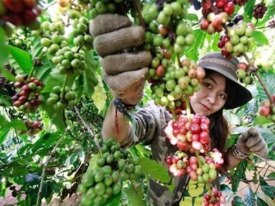 Third Vietnam Coffee Day to begin this weekend