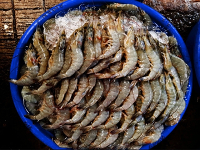 Big break for small-scale shrimp farmers in Vietnam