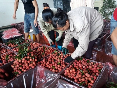 Many inadequacies in logistics sector affecting Vietnamese agricultural products