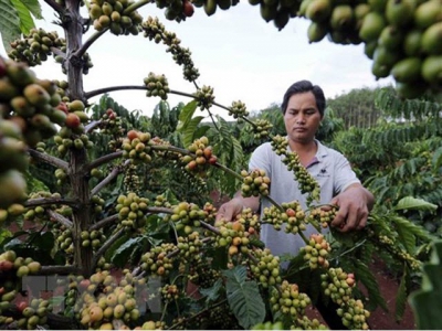 Experts talk ways to add value to Vietnamese coffee