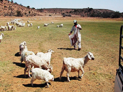 Efficient feeding during drought