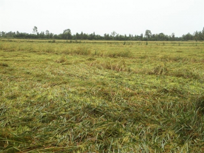 Mekong Delta protects crops, shrimp ponds against rains, high tides