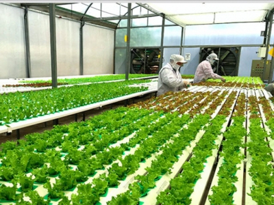 More efforts needed to attract FDI into hi-tech farming