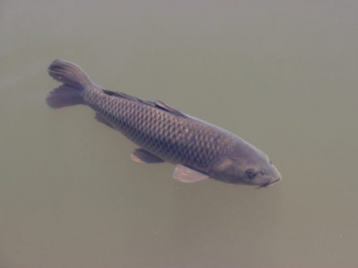 Quảng Ninh to boost the black carp farming