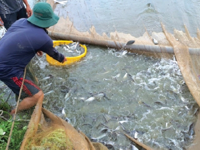 Quy trình nuôi thương phẩm cá xác (Pangasius macronema)