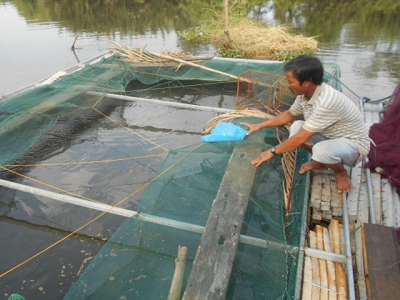 Phòng, trị bệnh cho cá nuôi lồng bè