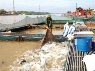 Khai phá tiềm năng nuôi cá lồng trên sông