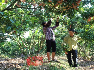 Bac Giang cares for 186 lychee growing area codes for export