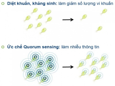 Hướng phòng bệnh cho tôm bằng phụ gia thức ăn