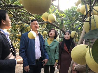 Hanoi to spend $10.7m on developing special pomelo varieties