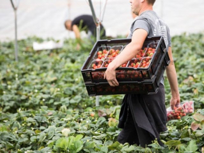 All my friends went home: a fruit picker on life without EU workers