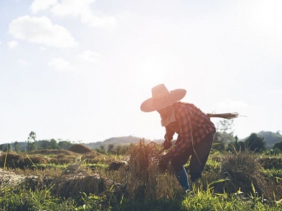 Thailand start-up says its boosting crop yields with app for farmers