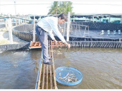 Quảng Nam tạo lực đẩy cho nghề nuôi tôm