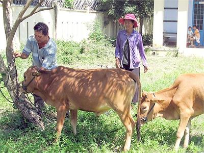 Hỗ Trợ Đồng Bào Chăm Nuôi Bò Thịt