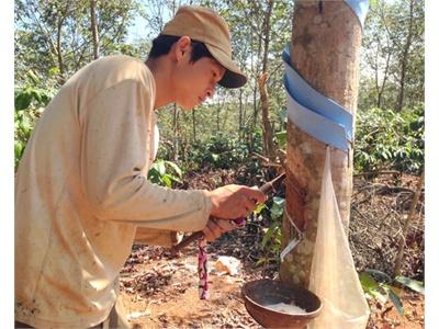 Nông Dân Đang Rất Cần Được Đào Tạo Nghề Trồng, Khai Thác Cao Su