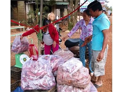 Đắk Song, Nông Dân Đã Tạo Giống Khoai Lang Nhật Bản Bằng Phương Pháp Cấy Mô