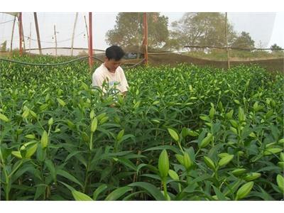 Tạo Thế, Lực Cho Ngành Nông Nghiệp