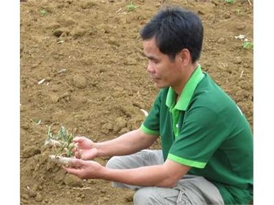 Sắn Chết Hàng Loạt, Nông Dân Gặp Khó Ở Tuy An (Phú Yên)