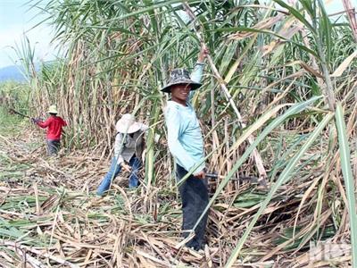 Ninh Sơn (Ninh Thuận) Mía Đắng Mùa Khô Hạn!